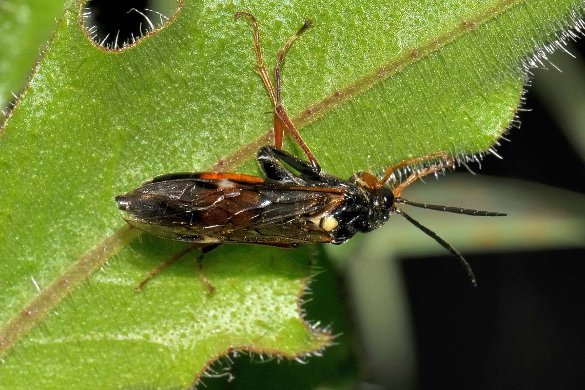 Tenthredinidae n 18 Tenthredopsis sp?